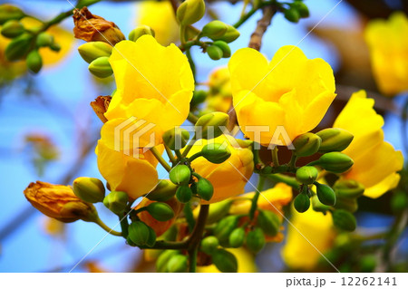 Tree of Gold 12262141