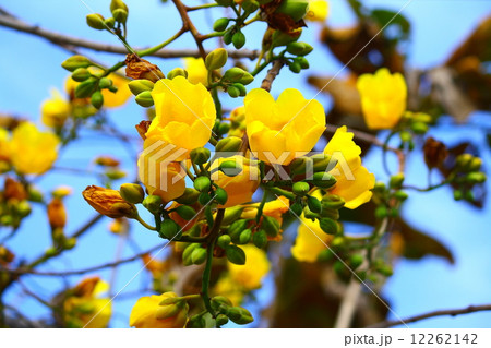 Tree of Gold 12262142