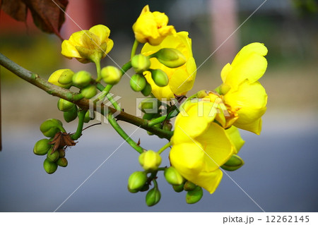 yellow flower 12262145