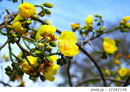 Tree of Gold 12262146