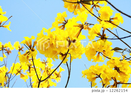 Tree of Gold Tree of Gold 12262154