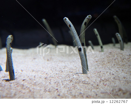 チンアナゴ チンアナゴ 12262767