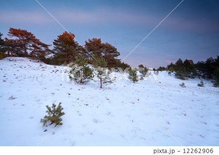 winter sunset over snowy forest winter sunset over snowy forest 12262906