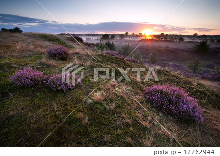 sunrise over hills with heather 12262944