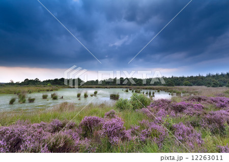 clouded sky over swamp and flowering heather clouded sky over swamp and flowering heather 12263011