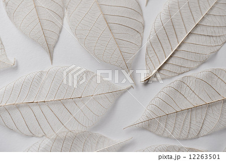 葉脈標本 12263501