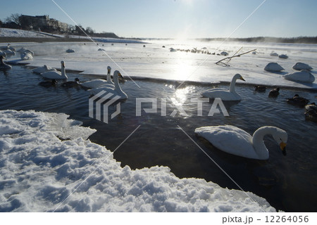 冬の十勝川 冬の十勝川 12264056