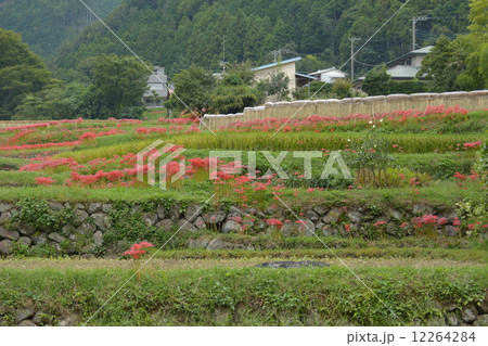 伊勢原市日向の曼珠沙華 12264284