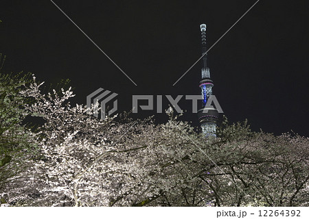 隅田公園の夜桜と東京スカイツリー 12264392
