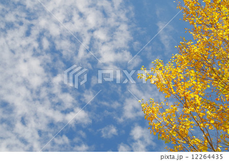 カツラの紅葉と秋空(背景素材) 12264435