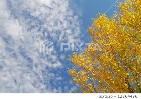 カツラの紅葉と秋空(背景素材) 12264436