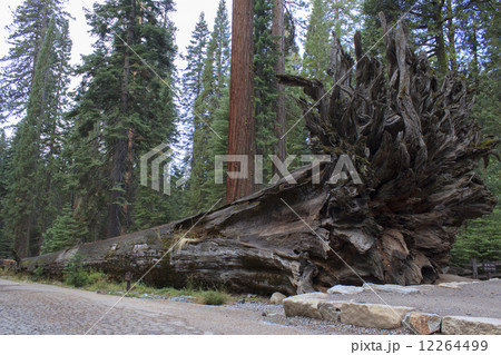 マリポサグローブ/ヨセミテ国立公園 12264499