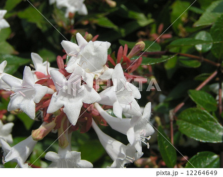 春から秋まで長く咲いている香りの良いアベリアの白い花の写真素材