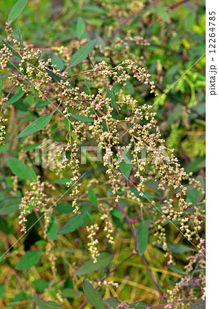 植物 アカザ アカザ科の写真素材