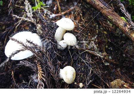 オオイチョウタケのあかちゃん 12264934
