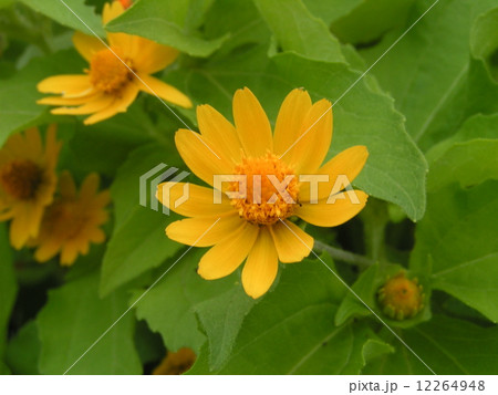 こじま花の会花畑のメランポジウムの黄色い花の写真素材
