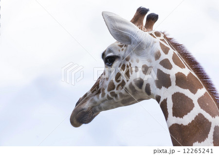 キリンの顔 キリンの顔 12265241