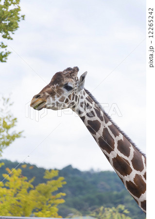 キリンの首 12265242