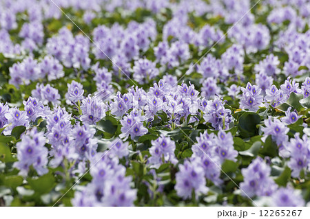 ホテイアオイの花 ホテイアオイの花 12265267