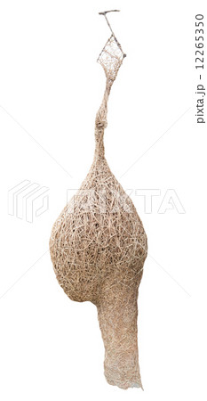 Baya weaver bird nest on tree branch isolated white background Baya weaver bird nest on tree branch isolated white background 12265350