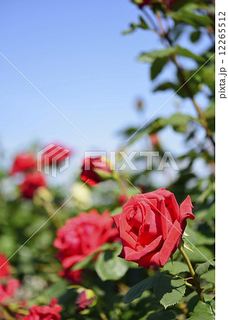 カーディナル(バラ) カーディナル(バラ) 12265512