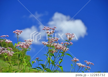 ヒヨドリバナと青空 ヒヨドリバナと青空 12265732