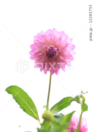 ダリア 12265755