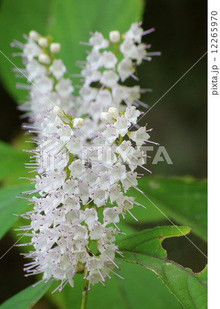 シモバシラ 12265970