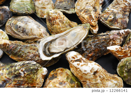 牡蠣 12266141