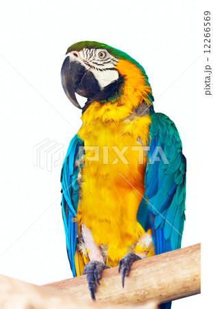 Green-winged macaw over white 12266569