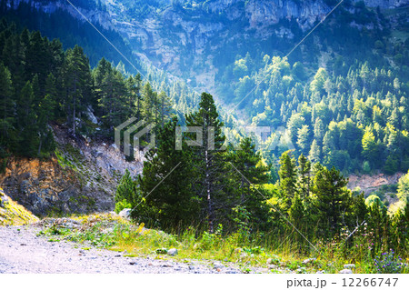 forest mountain landscape forest mountain landscape 12266747