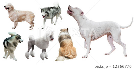 Set of Dogo Argentino and other dogs 12266776
