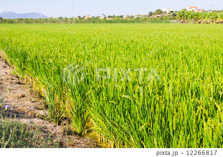 landscape with rice fields landscape with rice fields 12266817
