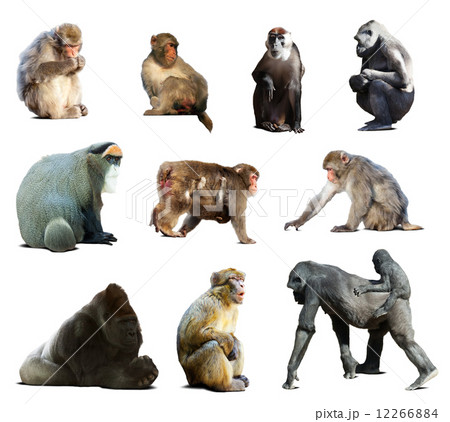 Set of many monkeys. Isolated over white Set of many monkeys. Isolated over white 12266884