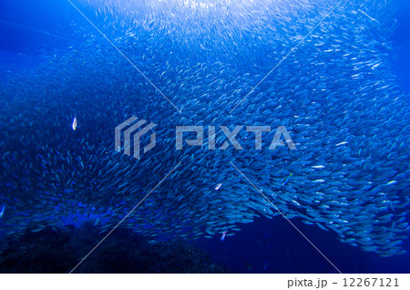 イワシの大群 イワシの大群 12267121