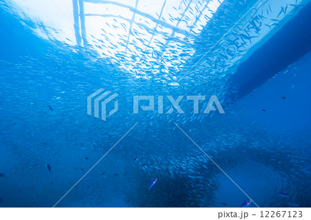 イワシの大群 12267123