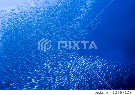 イワシの大群 12267128