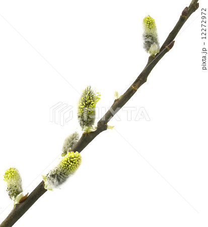 young buds young buds 12272972