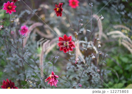 ダリア ダリア 12275803