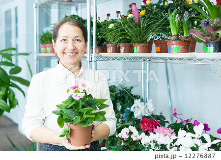 mature woman chooses auricula (Primula) mature woman chooses auricula (Primula) 12276887