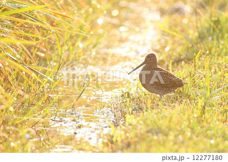 チュウジシギ（ Swinhoes Snipe） 12277180