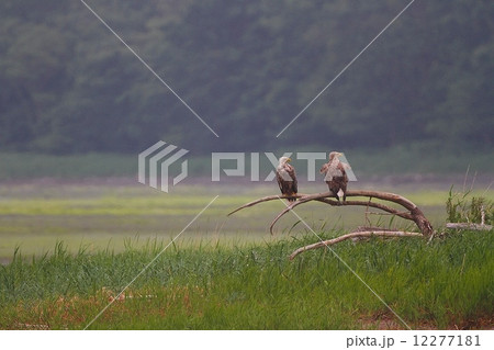 オジロワシ（ White-tailed Sea Eagle ）のペア　in 北海道 12277181