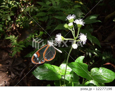 コスタリカ熱帯雲霧林のスカシマダラ 12277196