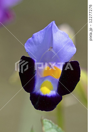 トレニア トレニア 12277276