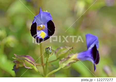 トレニア トレニア 12277277