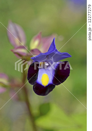 トレニア トレニア 12277279