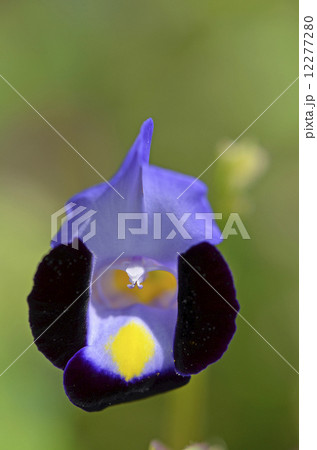 トレニア トレニア 12277280