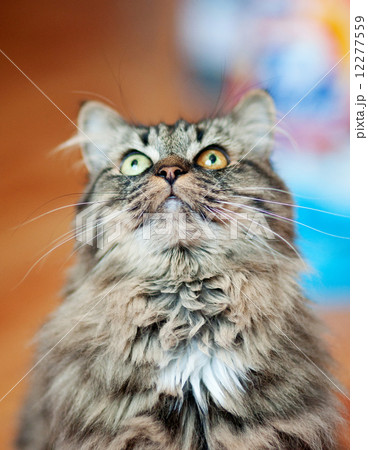 cat with different eyes cat with different eyes 12277559
