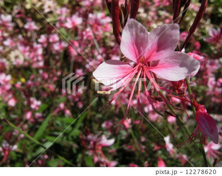 ハクチョウソウ・イメージ（２） 12278620