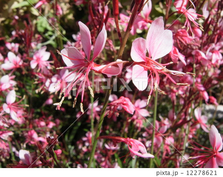 ハクチョウソウ・イメージ（３） 12278621